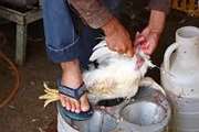 جمع آوری کشتار غیرمجاز مرغ در یکی از واحدهای صنفی روستایی در شهرستان ملایر